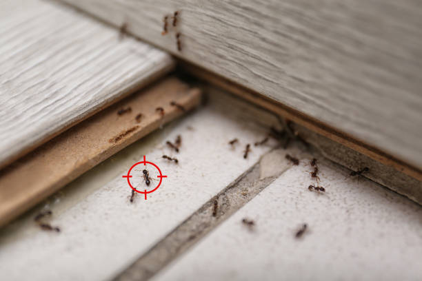 Best Best Pest Control Companies  in Prairie Village, KS