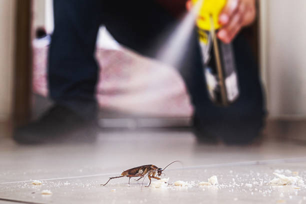 Best Local Pest Control Services  in Prairie Village, KS